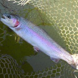 大安トラウトレイク 釣果